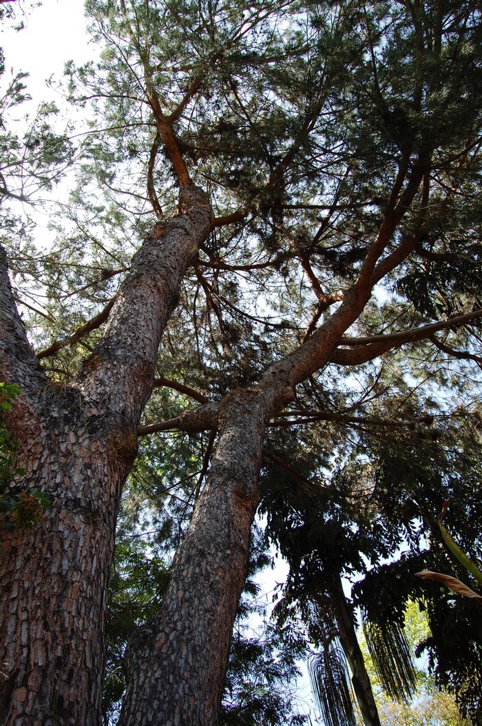 Pinus pinea 