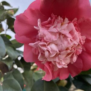 Camellia japonica Chandler