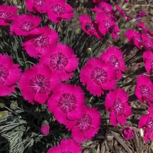 Dianthus Star Single™ Neon Star Improved