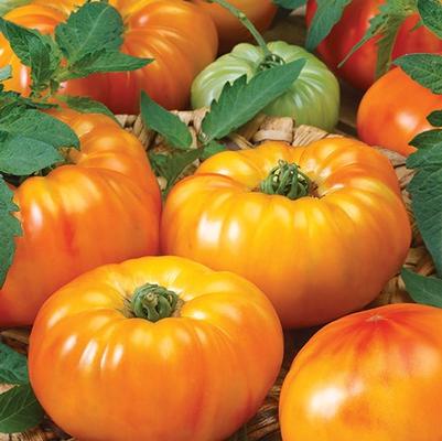 Tomato hybrid Chef's Choice Bicolor
