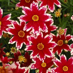 Coreopsis Jewel™ Ruby Frost