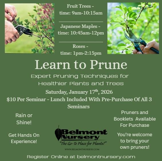Pruning Seminar