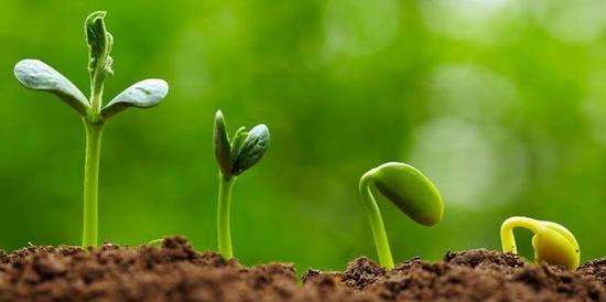 Seed Savvy