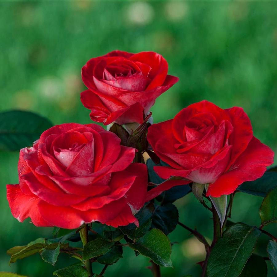 Rose Smokin Hot