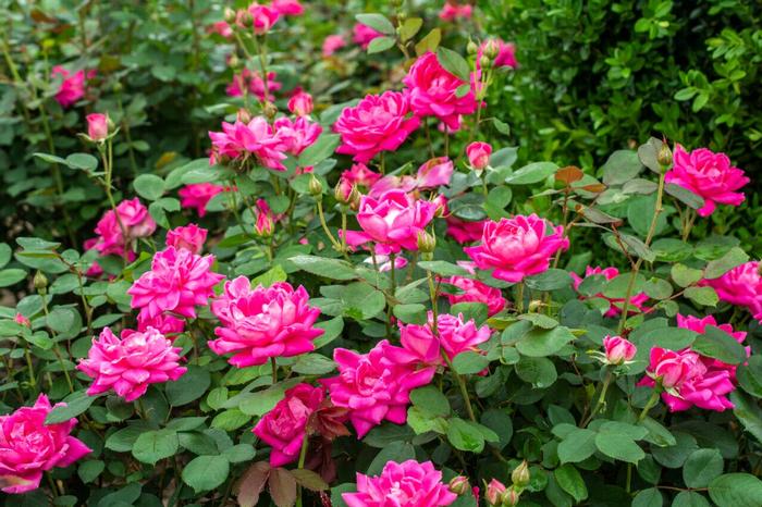 Rosa Knock Out&reg; Pink Double Knock Out