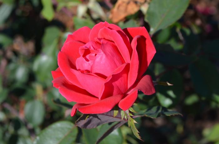 Rosa Knock Out&reg; Double Knock Out