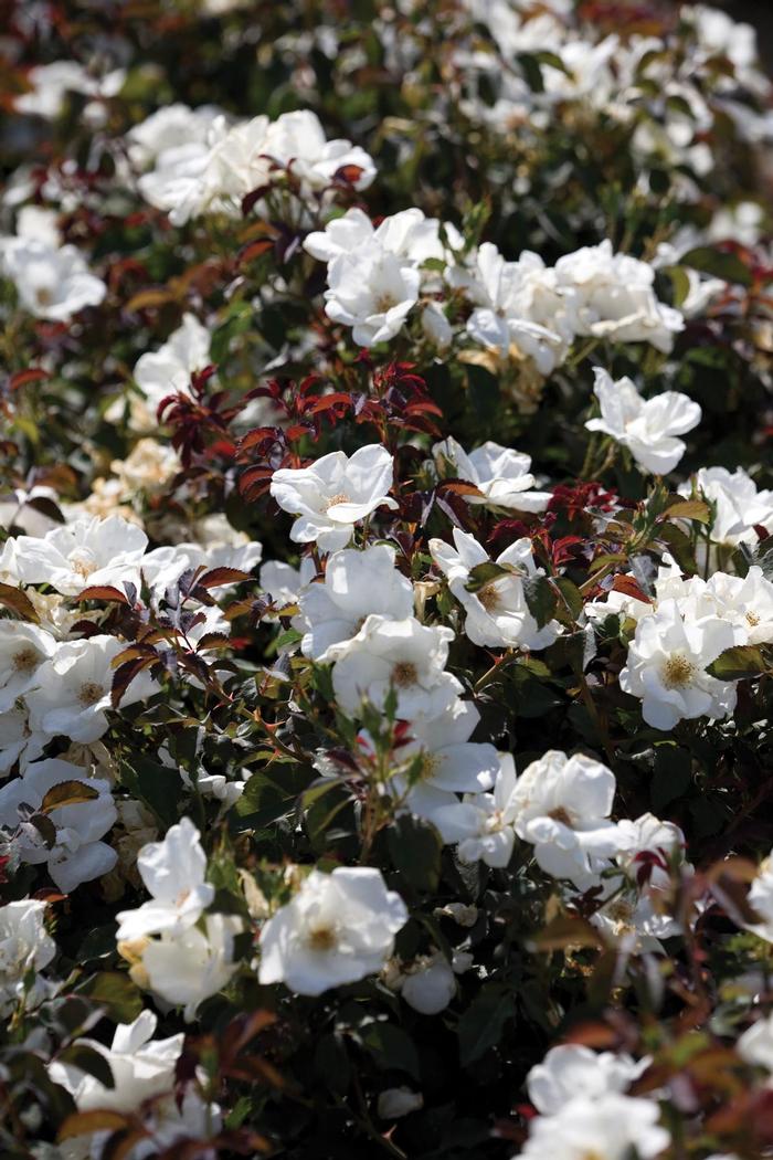 Rosa Knock Out&reg; White Knock Out