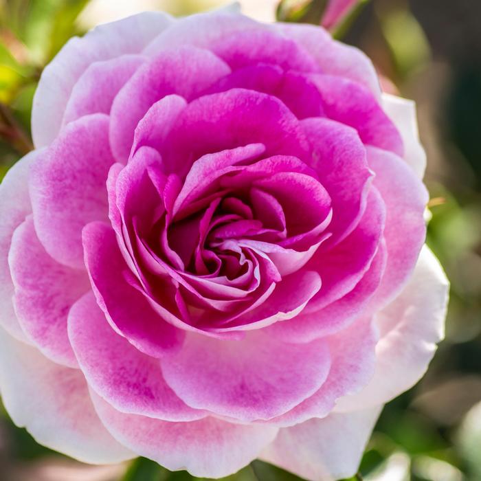 Rosa Brilliant Pink Iceberg