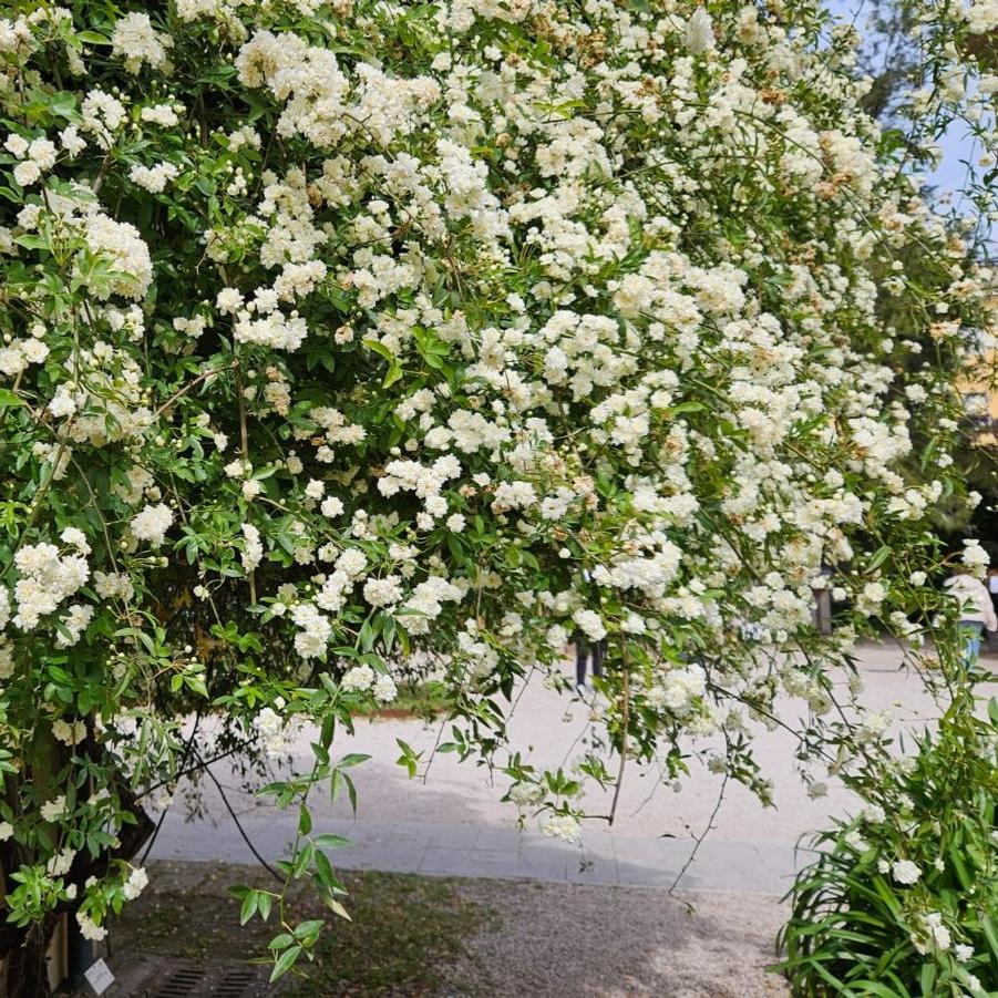 Rosa banksii 'Alba' 
