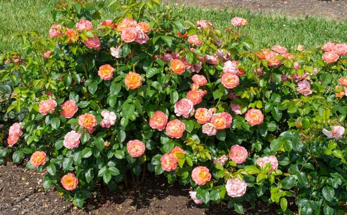 Rosa Knock Out&reg; Orange Glow Knock Out
