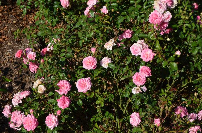 Rosa Sweet Drift&reg;