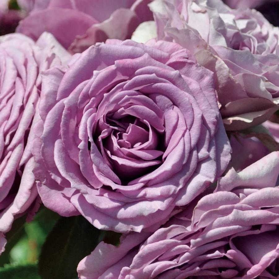 Rosa Arborose Quicksilver