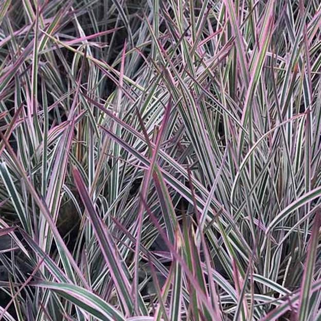 Schizachyrium scoparium Chameleon