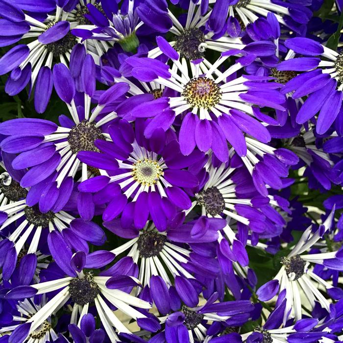 Pericallis Senetti&reg; Blue Spoon