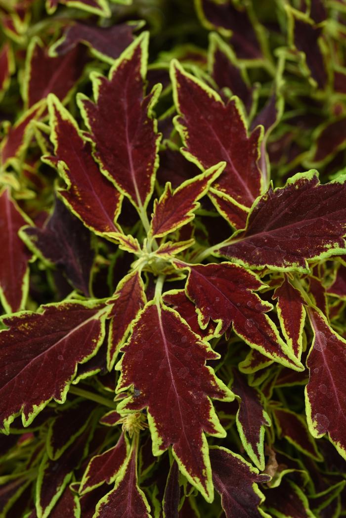 Coleus FlameThrower&trade; Serrano