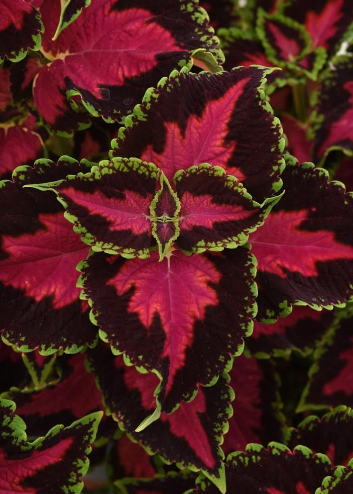 Coleus scutellarioides Heartbreaker