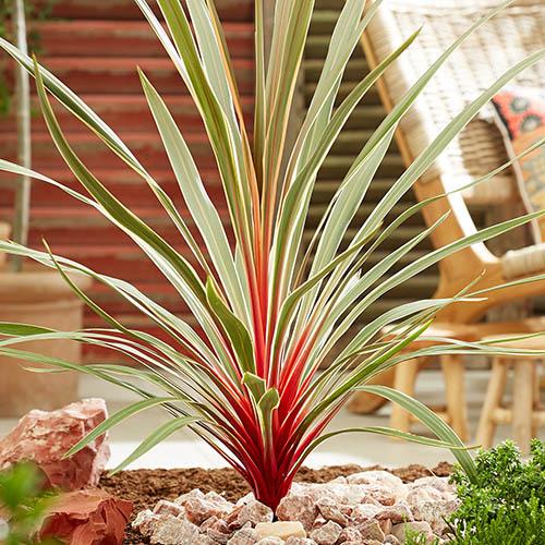 Cordyline australis Magic Star&trade;
