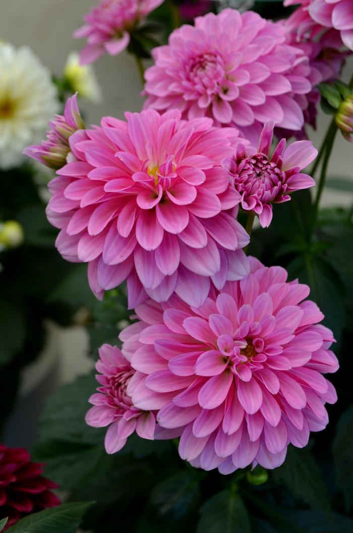 Dahlia LaBella&reg; Grande Dark Pink