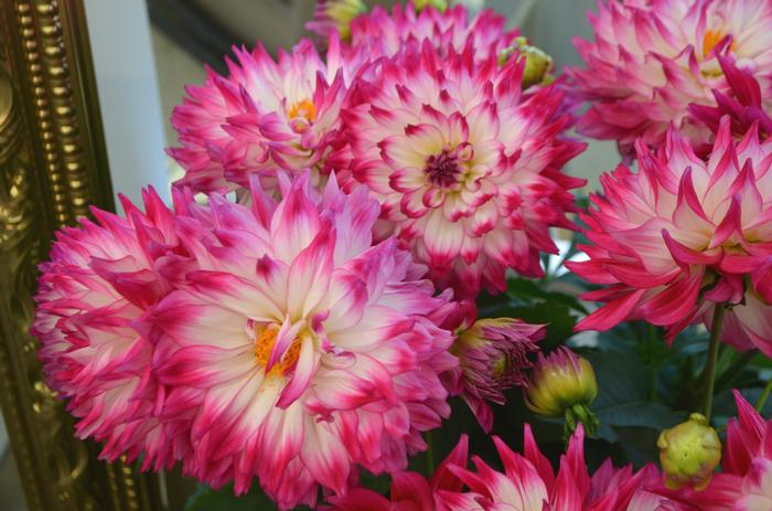 Dahlia LaBella&reg; Maggiore Fun Rose Bicolor