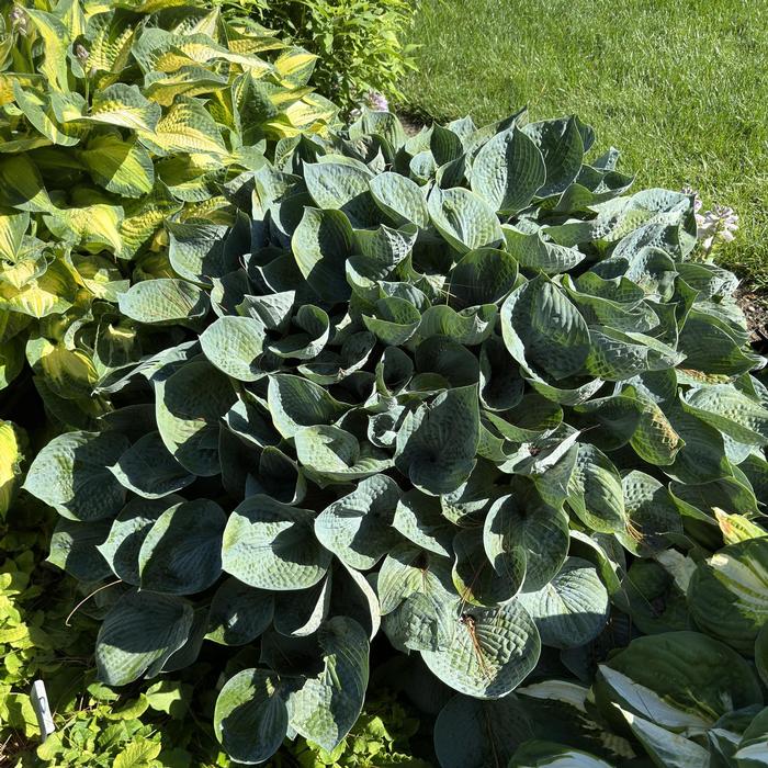 Hosta Hadspen Blue