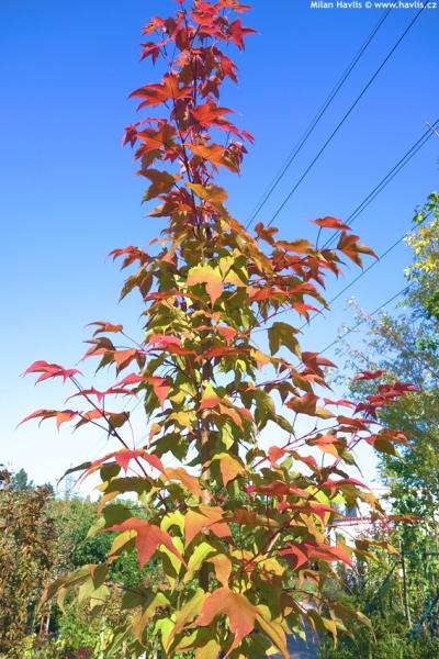 Liquidambar acalycina Burgundy Flush