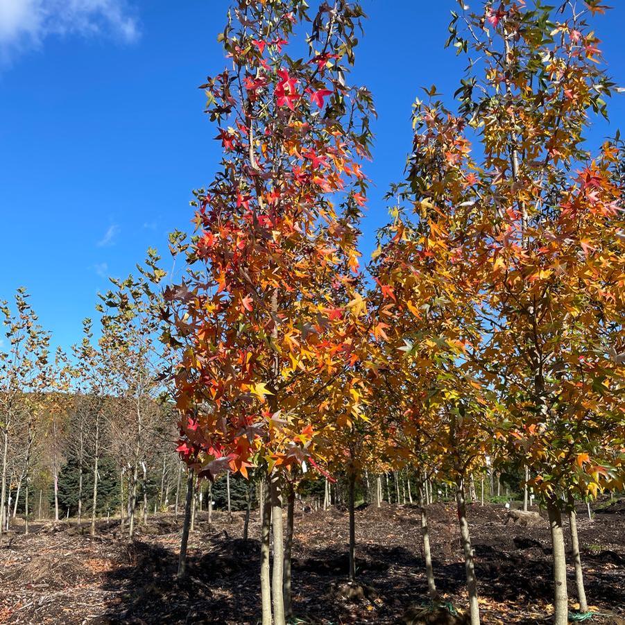 Liquidambar styraciflua Happidaze&trade;
