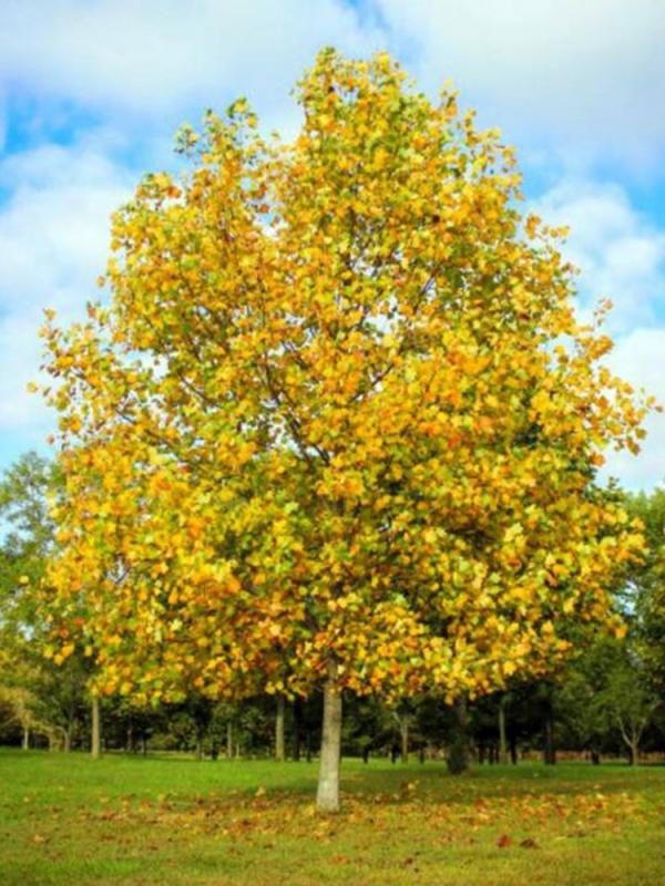Liriodendron tulipifera 