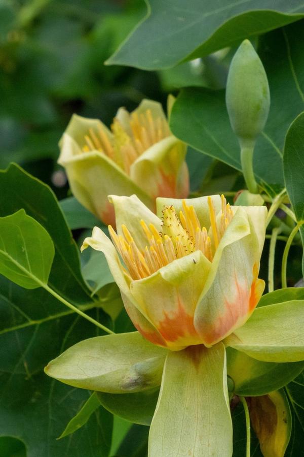 Liriodendron tulipifera Emerald City&reg;