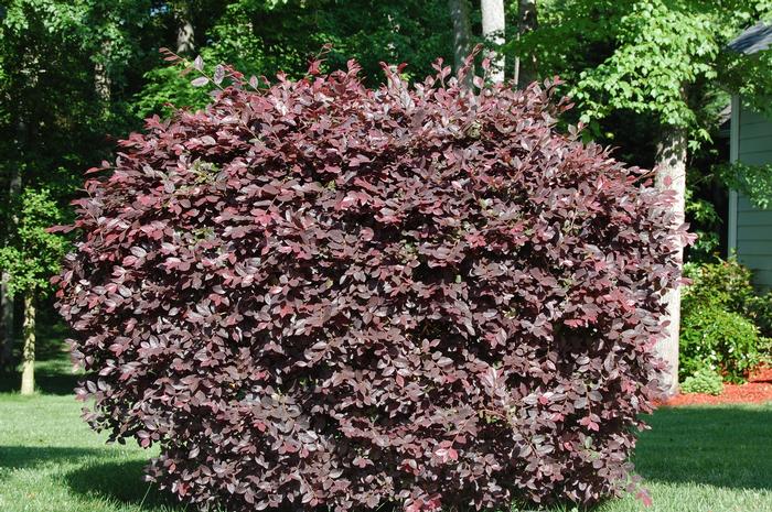 Loropetalum chinense var. rubrum 