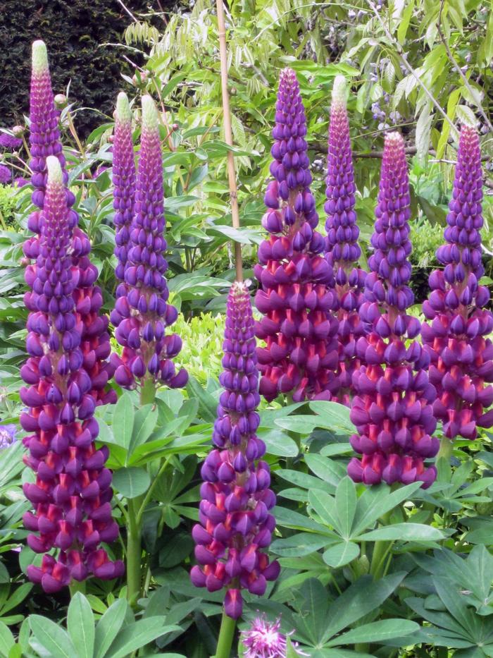 Lupinus polyphyllus Westcountry&trade; Masterpiece