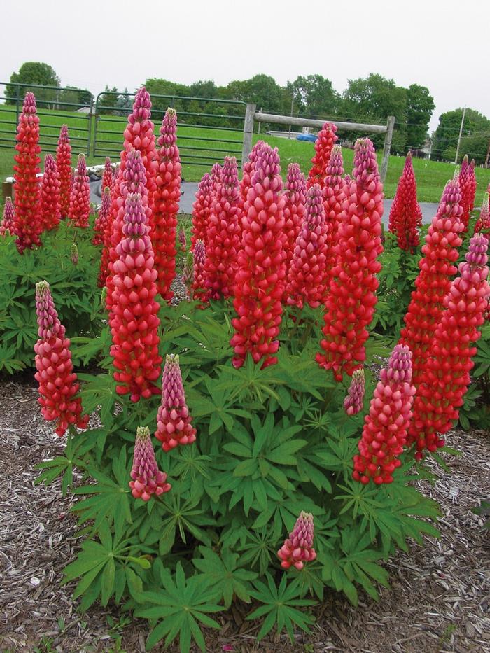 Lupinus polyphyllus Westcountry&trade; Red Rum