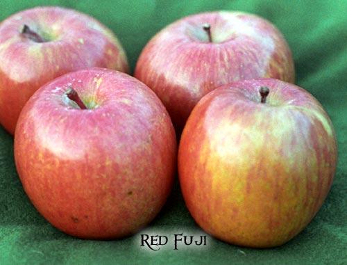 Apple Red Fuji