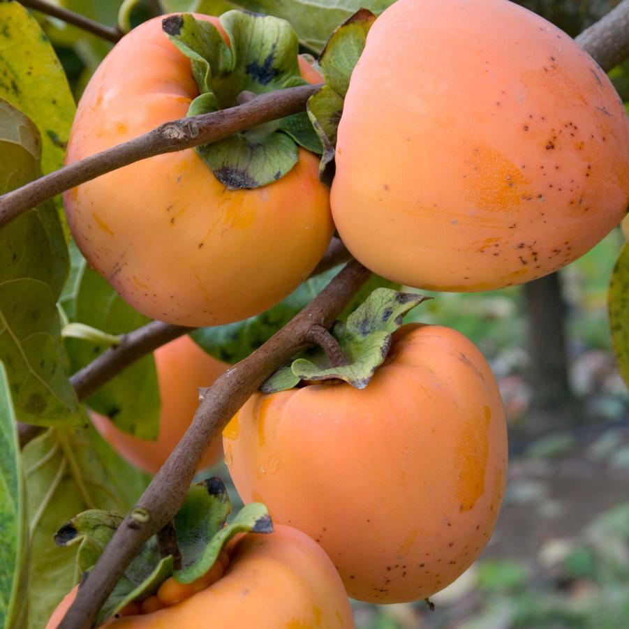 Persimmon Hachiya