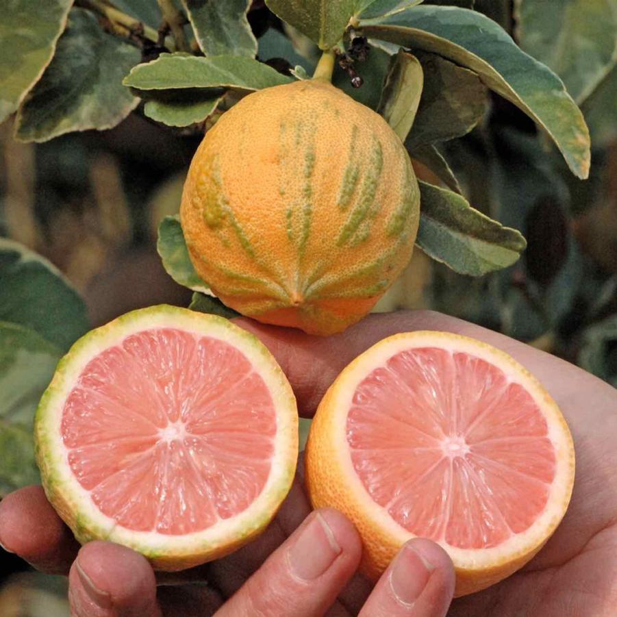 Lemon Variegated Pink Eureka