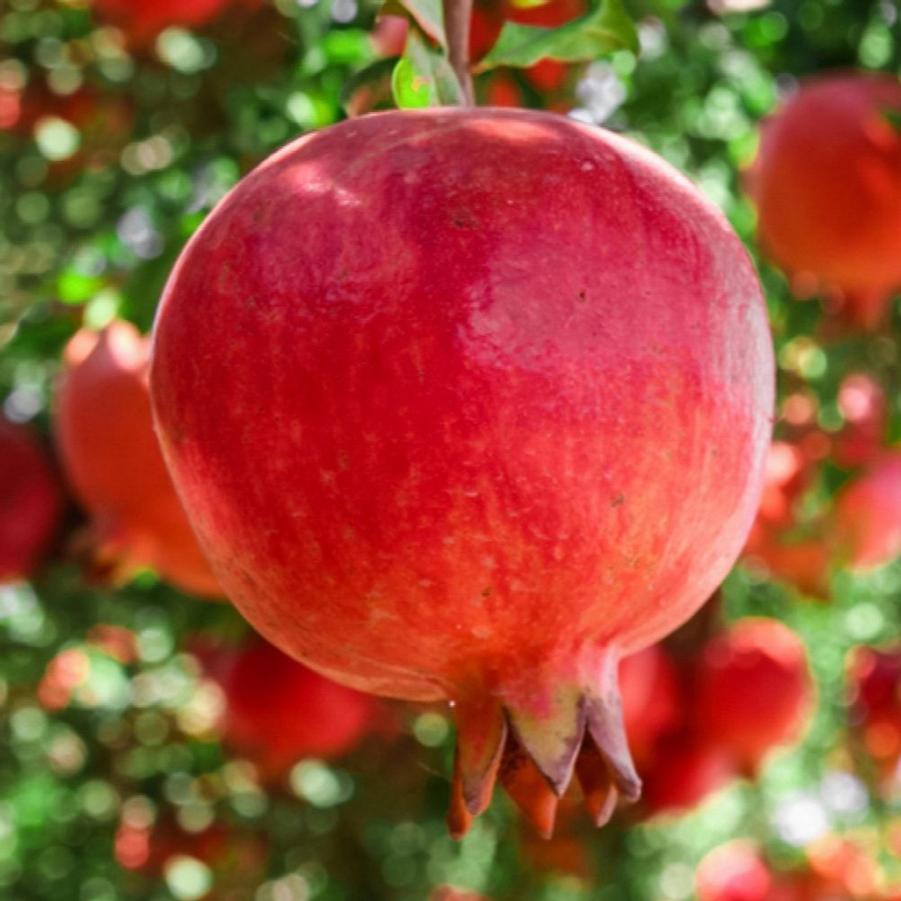 Pomegranate Ariana