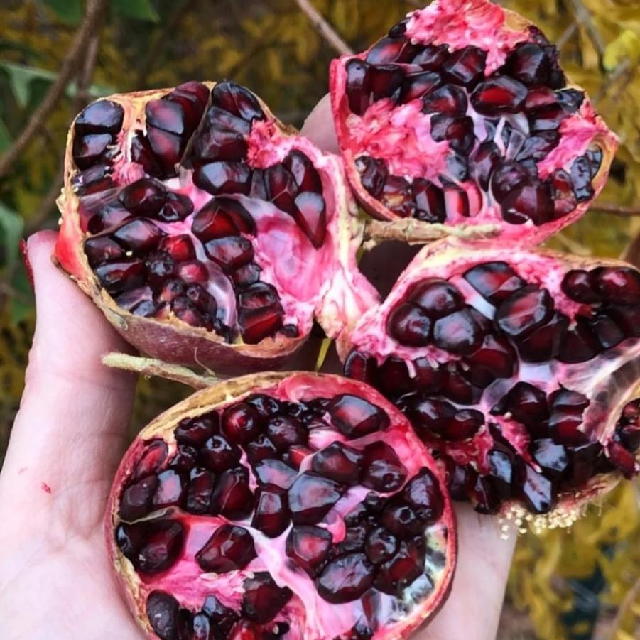 Pomegranate Parfianka