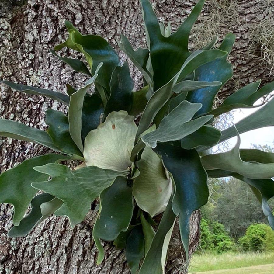 Platycerium bifurcatum Netherlands
