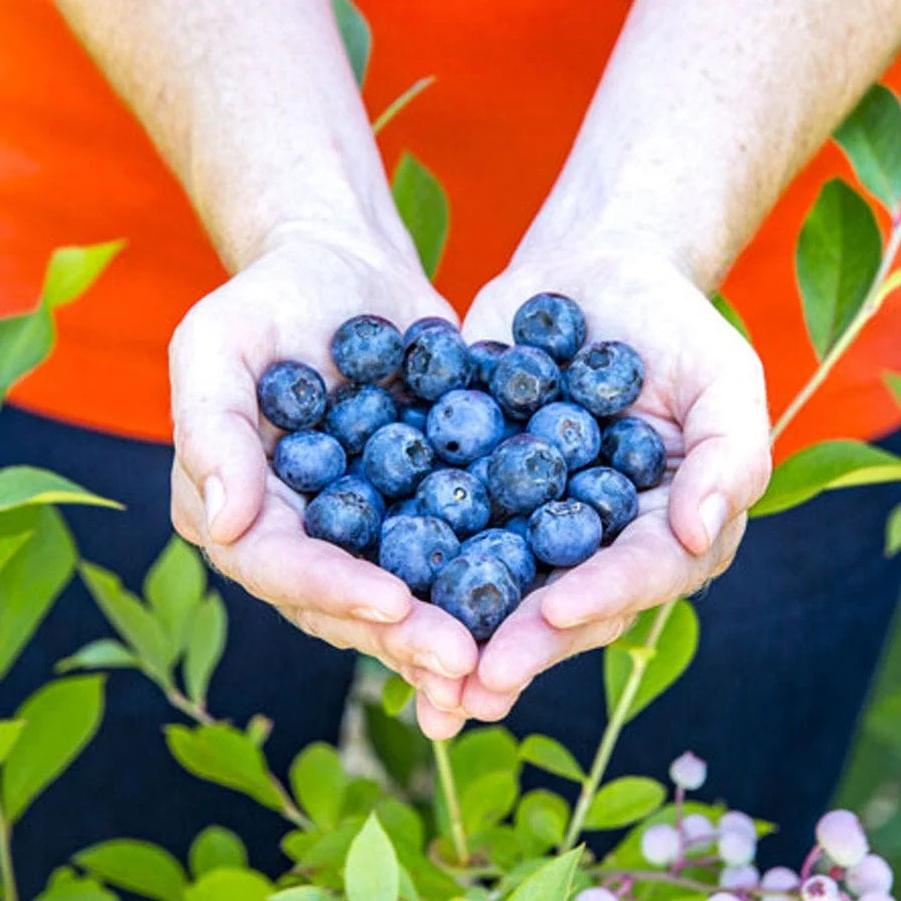 Blueberry Bless Your Heart