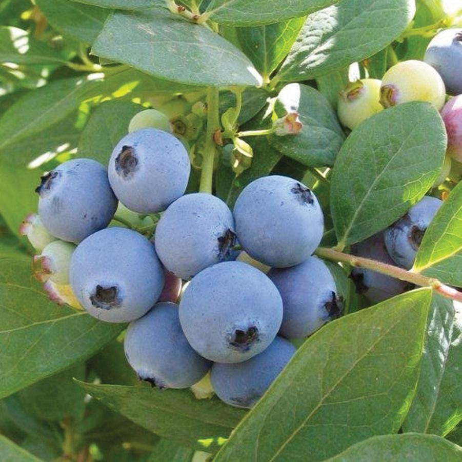 Blueberry Jewell