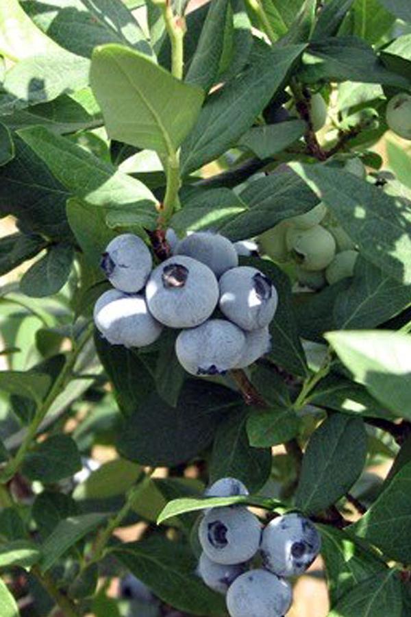 Blueberry Southern Beauty