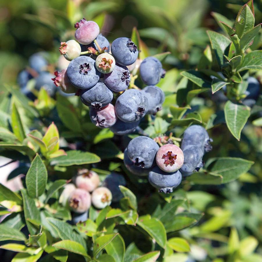 Blueberry Southern Princess