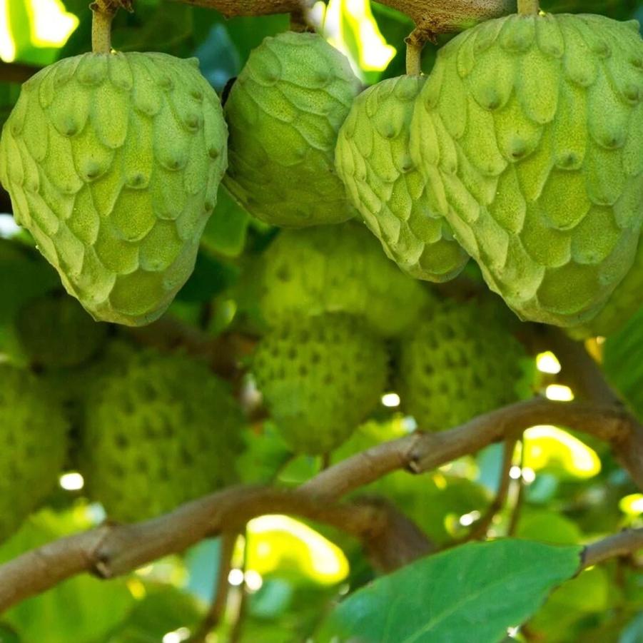 Cherimoya Vietnamese