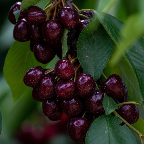 Cherry Black Tartarian