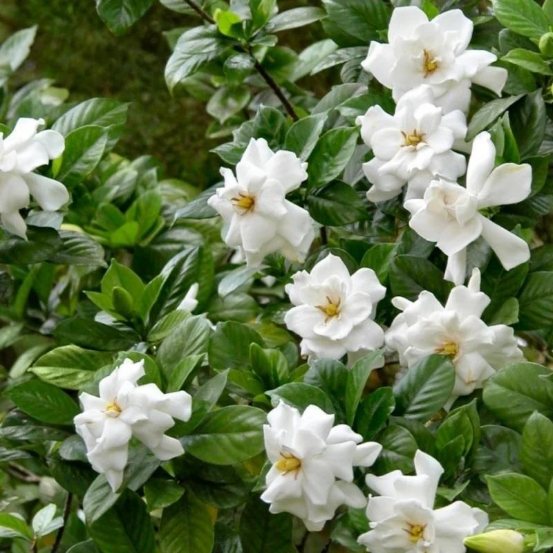 Gardenia jasminoides August Beauty