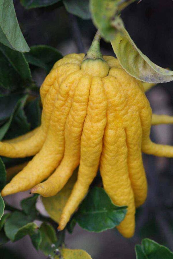 Citron Buddah's Hand