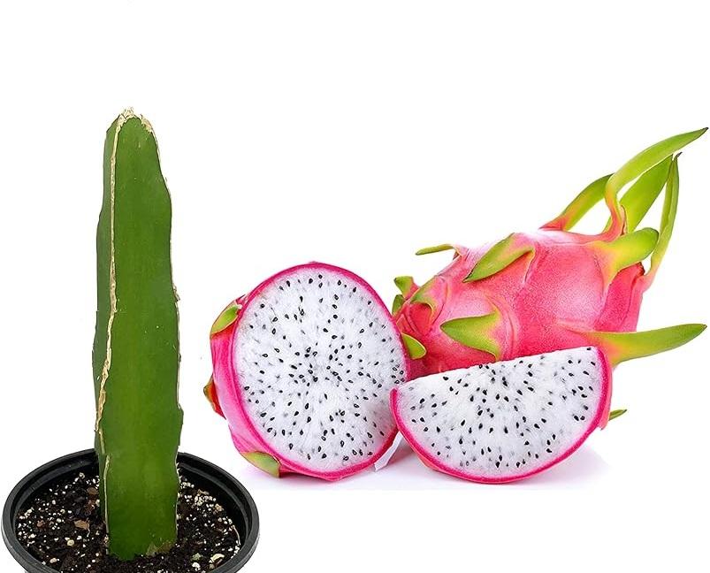Dragon Fruit White