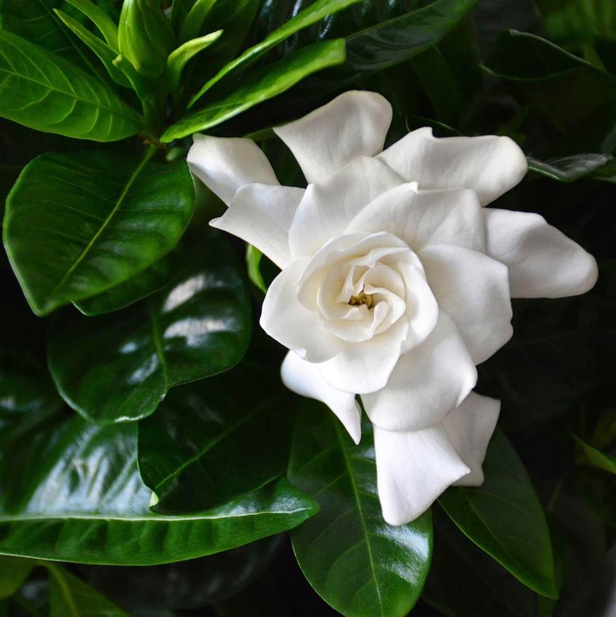 Gardenia jasminoides Mystery