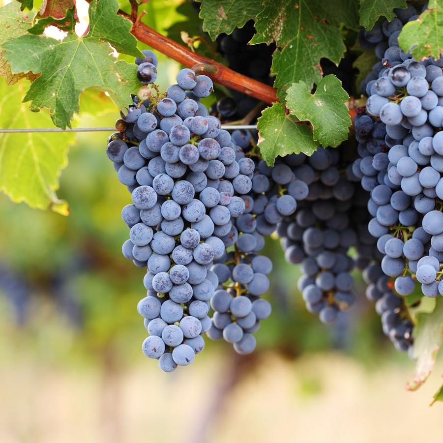 Grape Cabernet Sauvignon