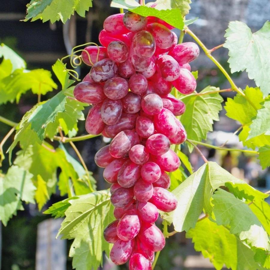 Grape Seedless Flame