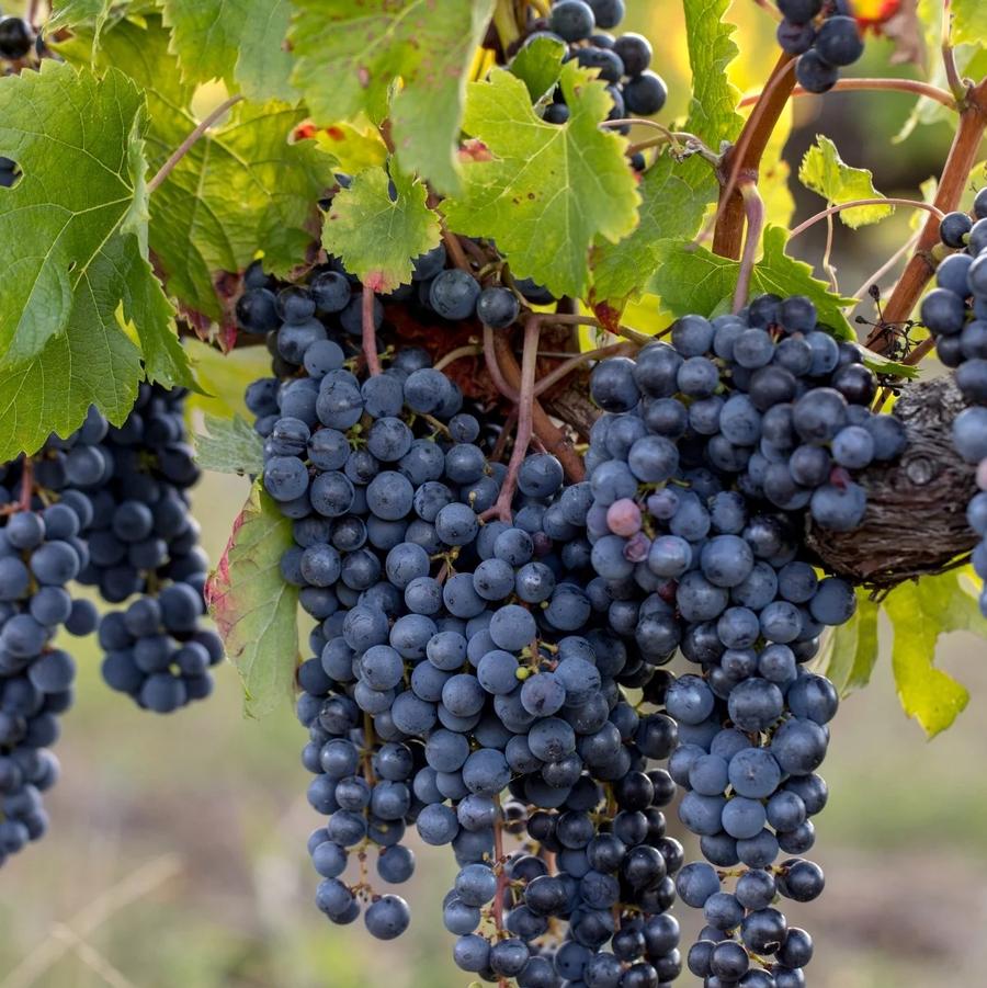 Grape Merlot